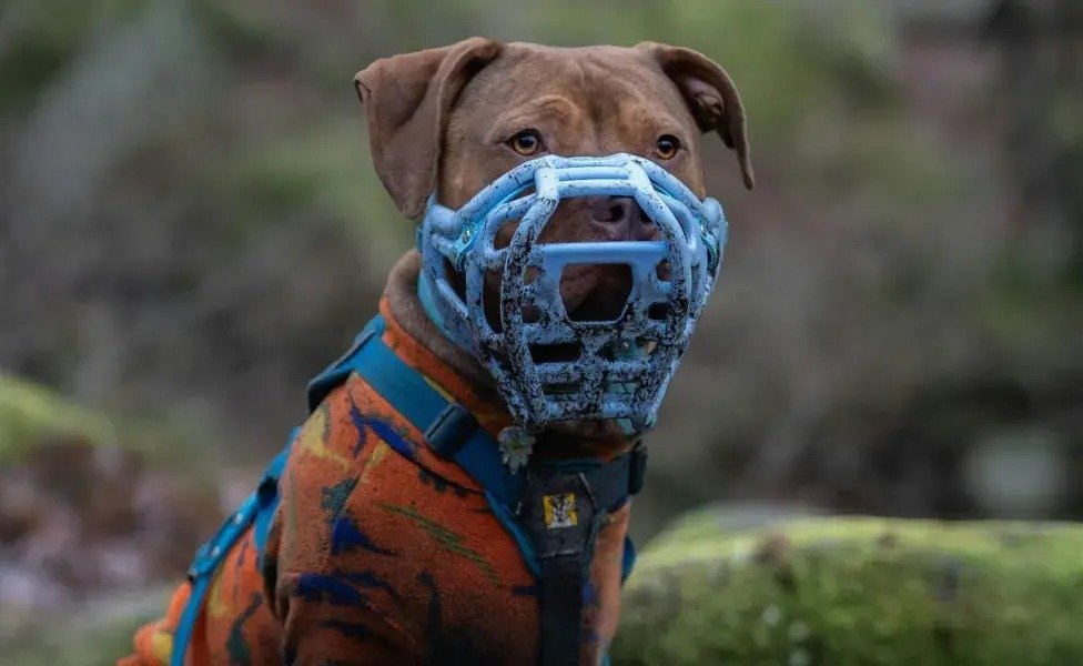 "Prevenir también es cuidar": la Municipalidad impulsa una campaña sobre perros potencialmente peligrosos